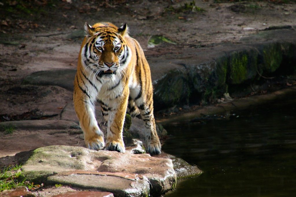 Trappole animali e Asia del sud-est